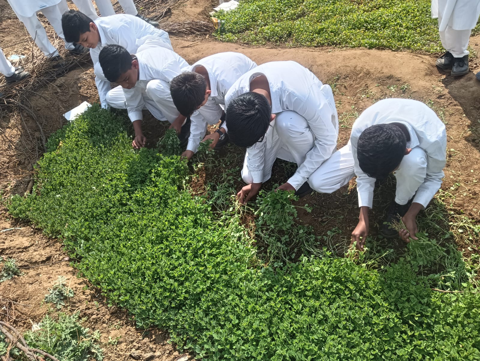 Organic Farming